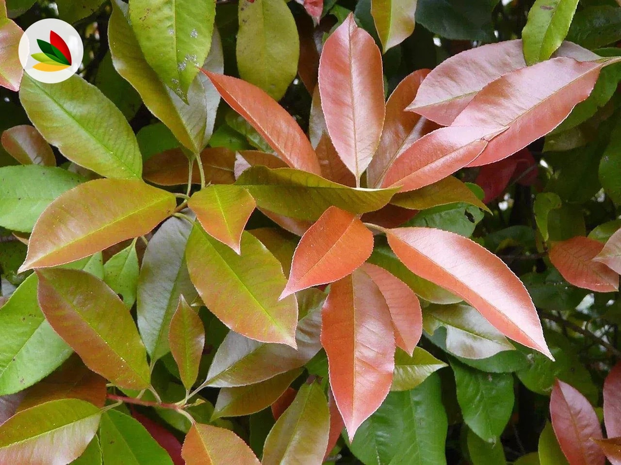 Photinia topiaria arbolito