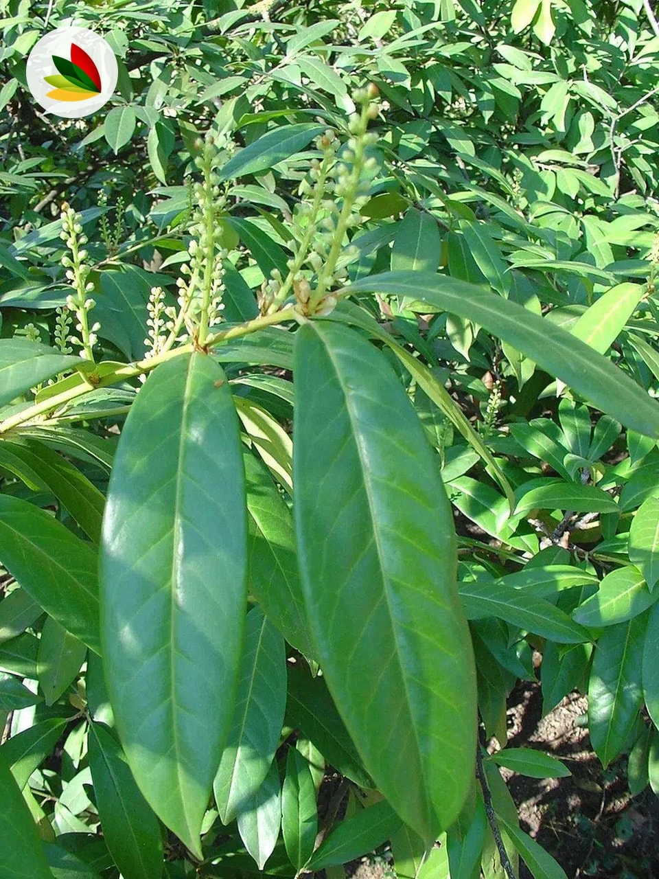 Prunus Laurocerasus