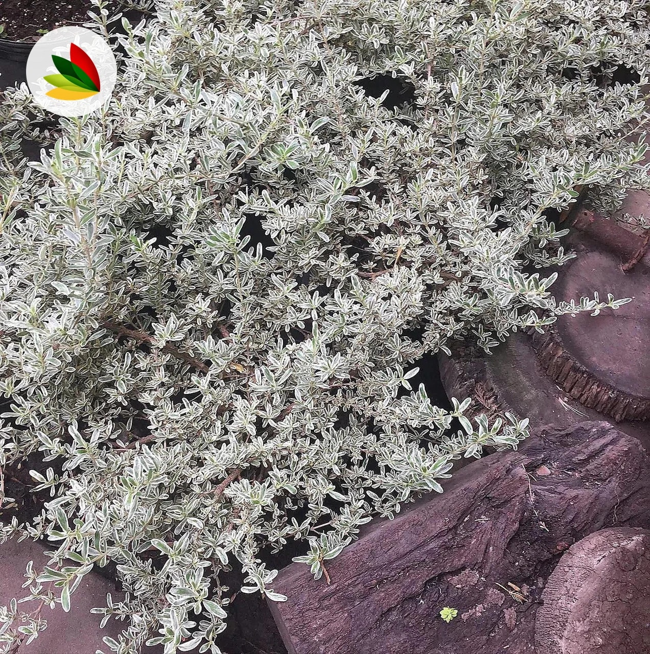 Coprosma