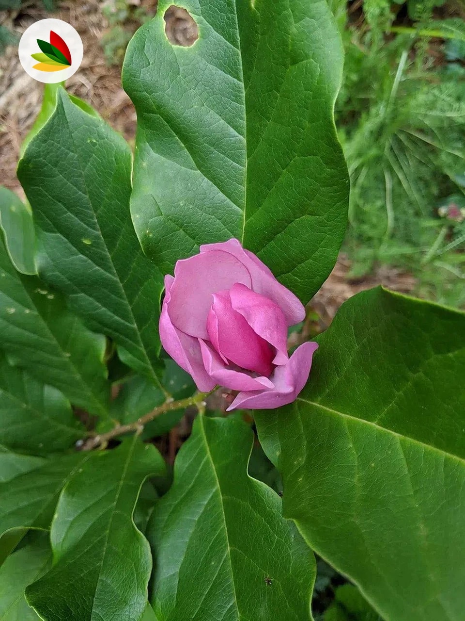 Magnolia Purpura