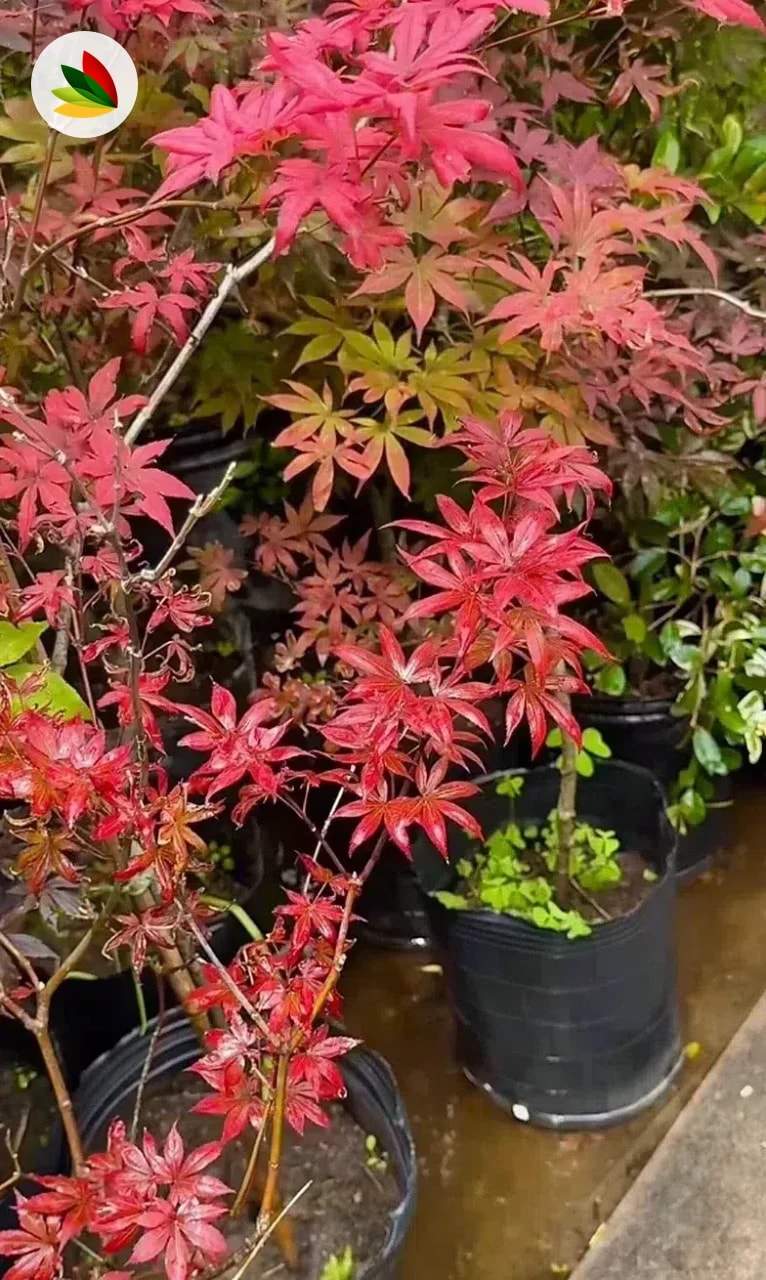 Acer Palmatum Rubra