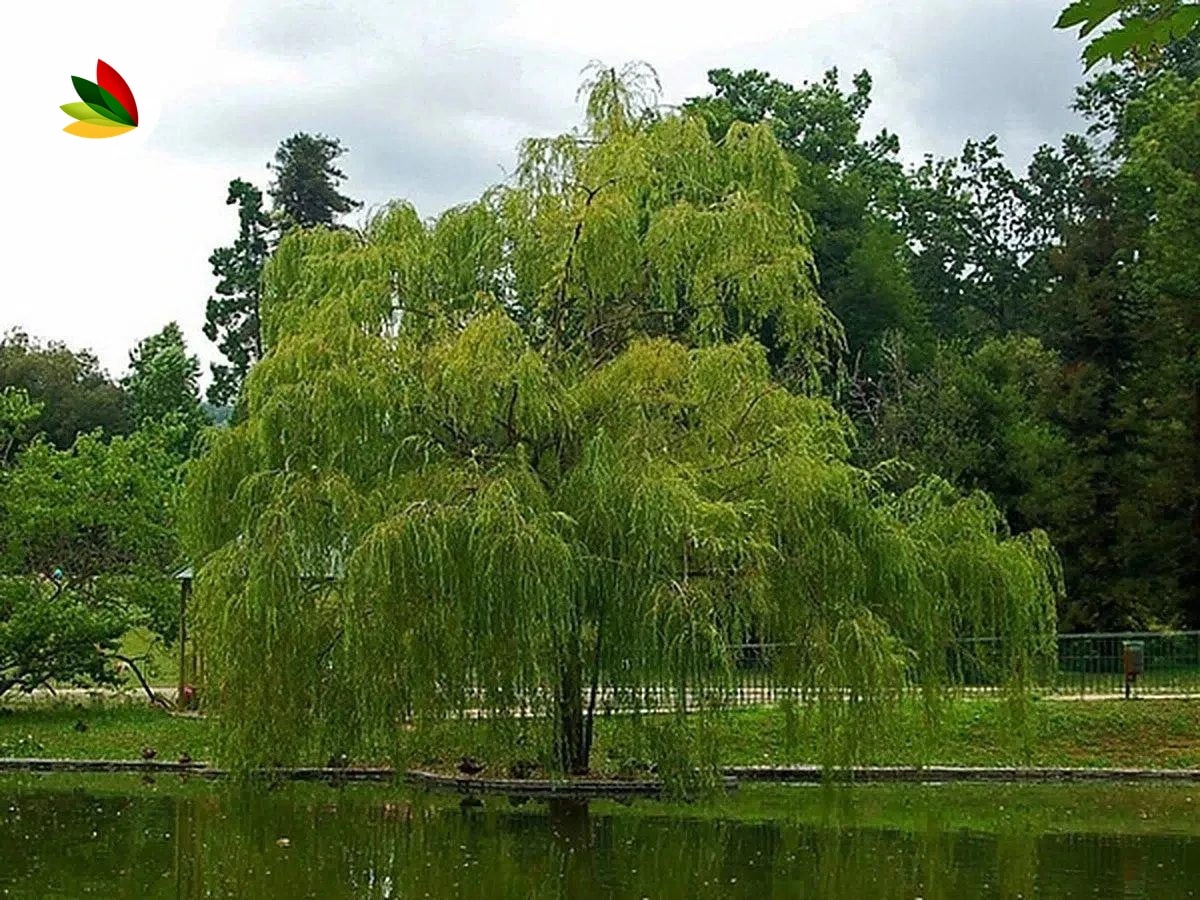 Salix Lloron