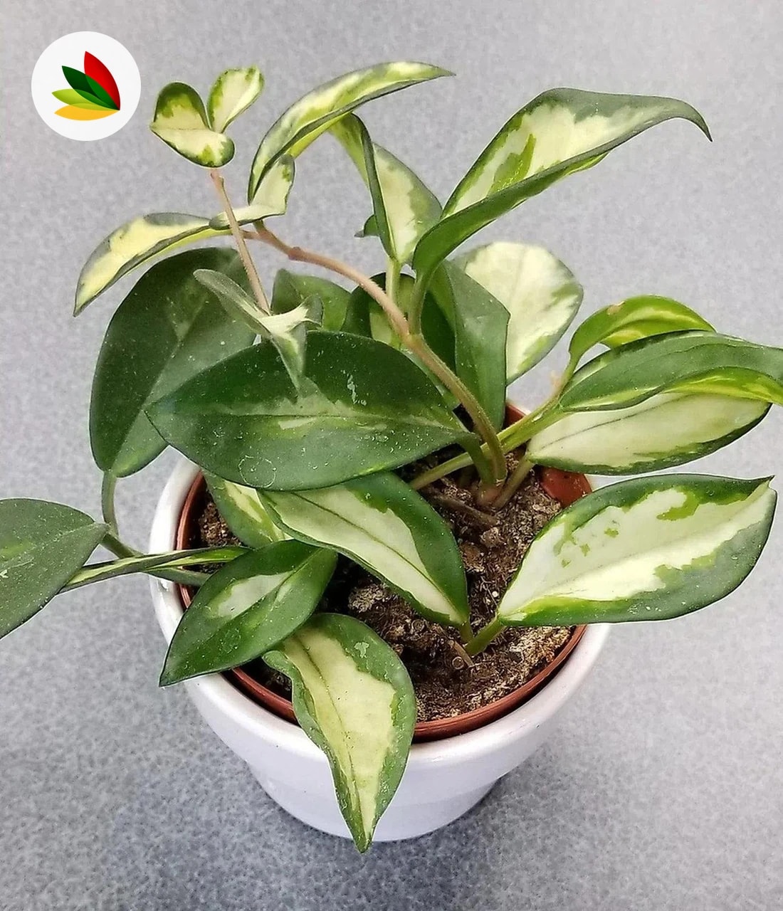 Hoya Carnosa Variegata Y Verde