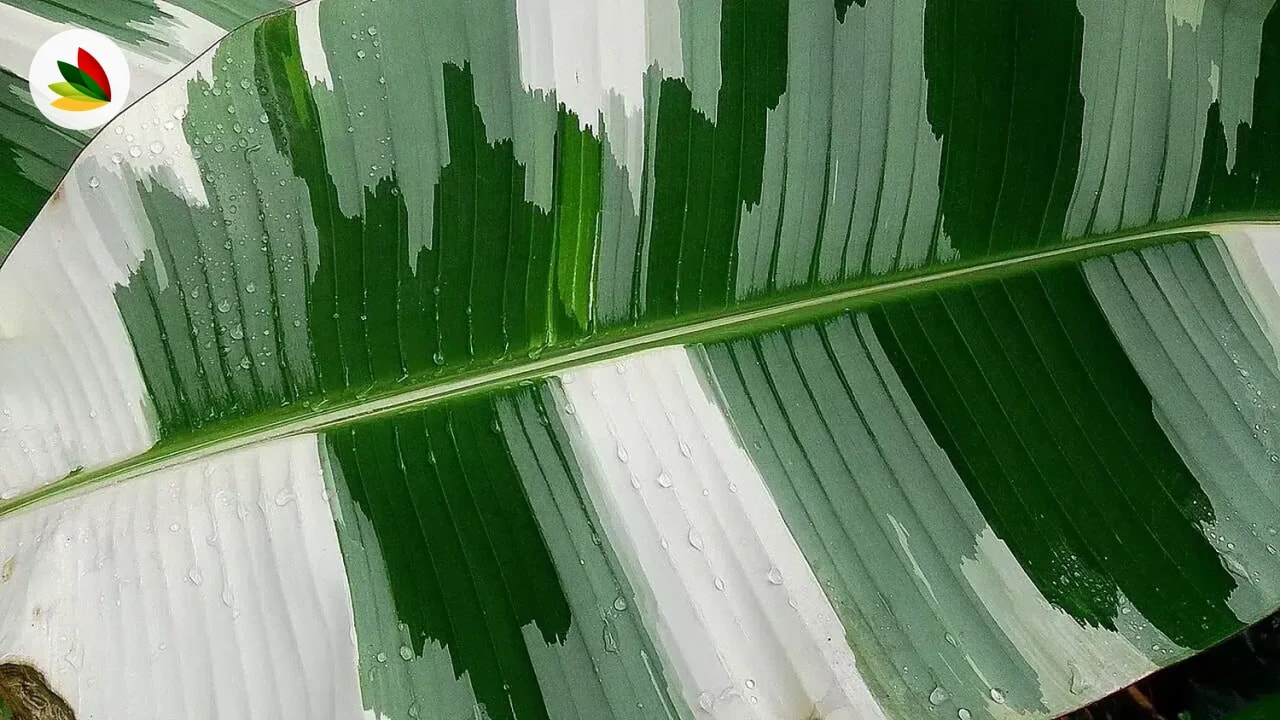 Bananero Variegado