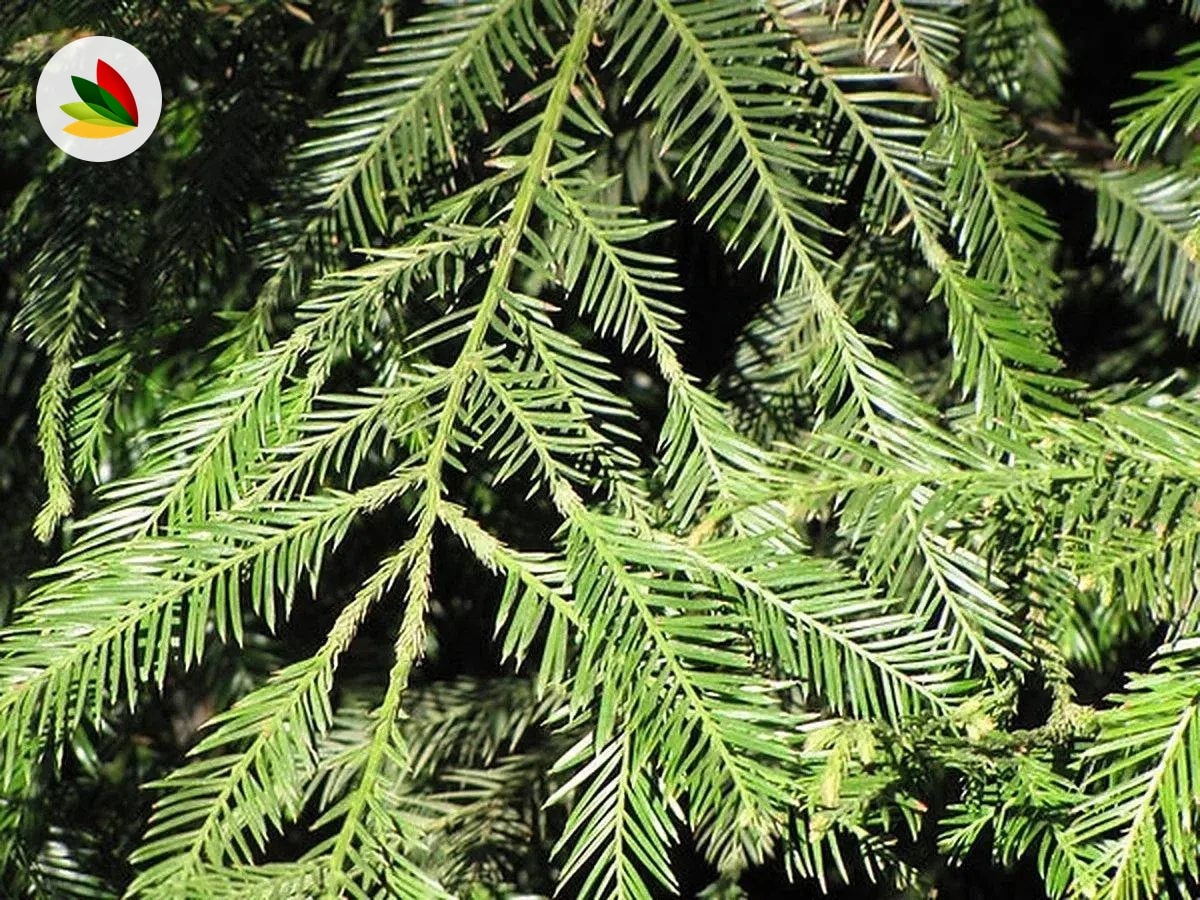 Sequoia