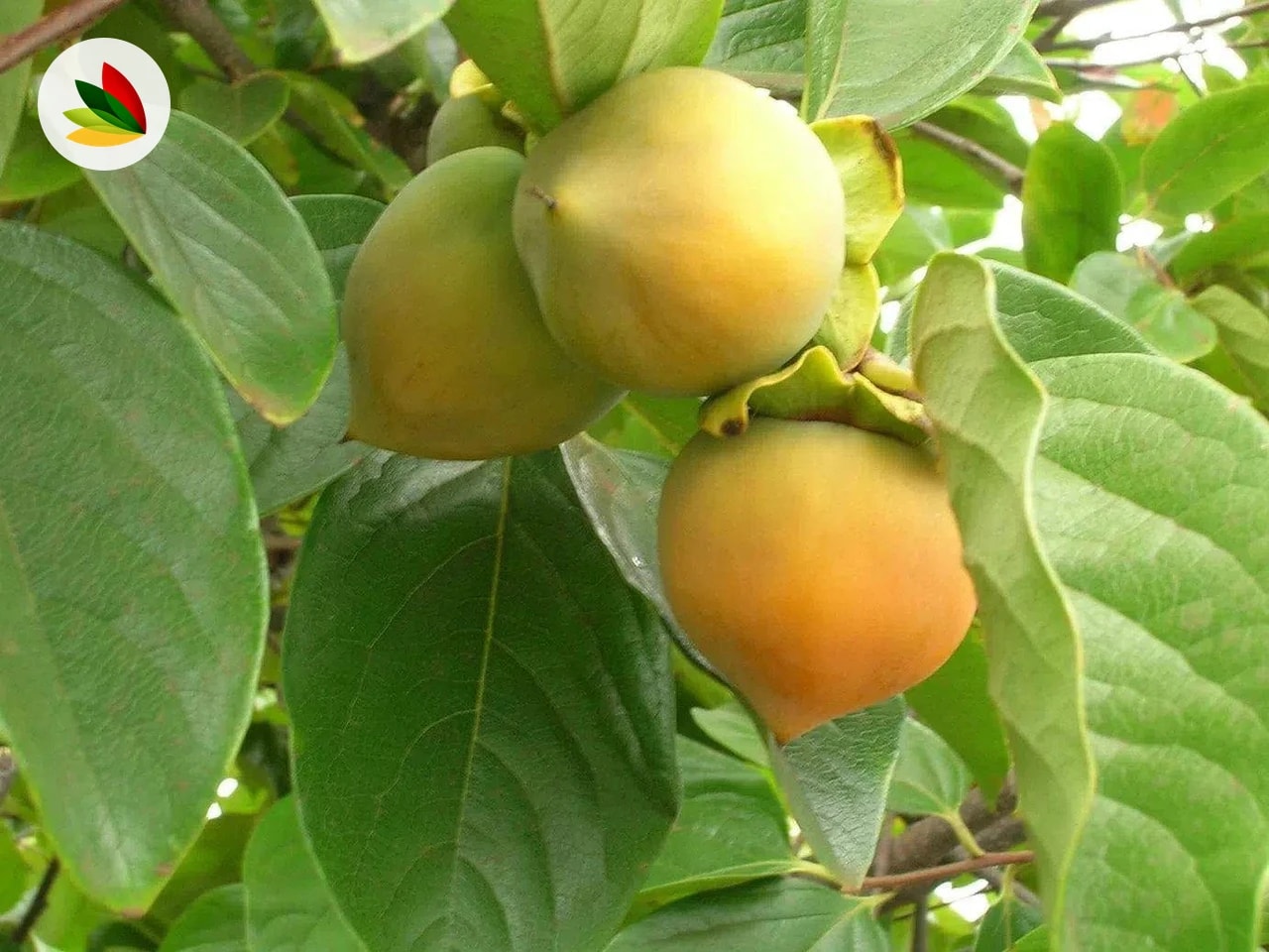 Kaki