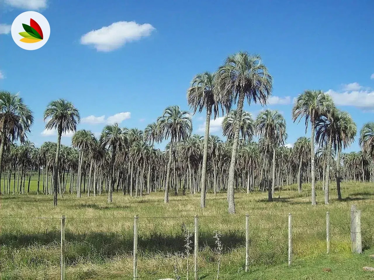 Butia yatay