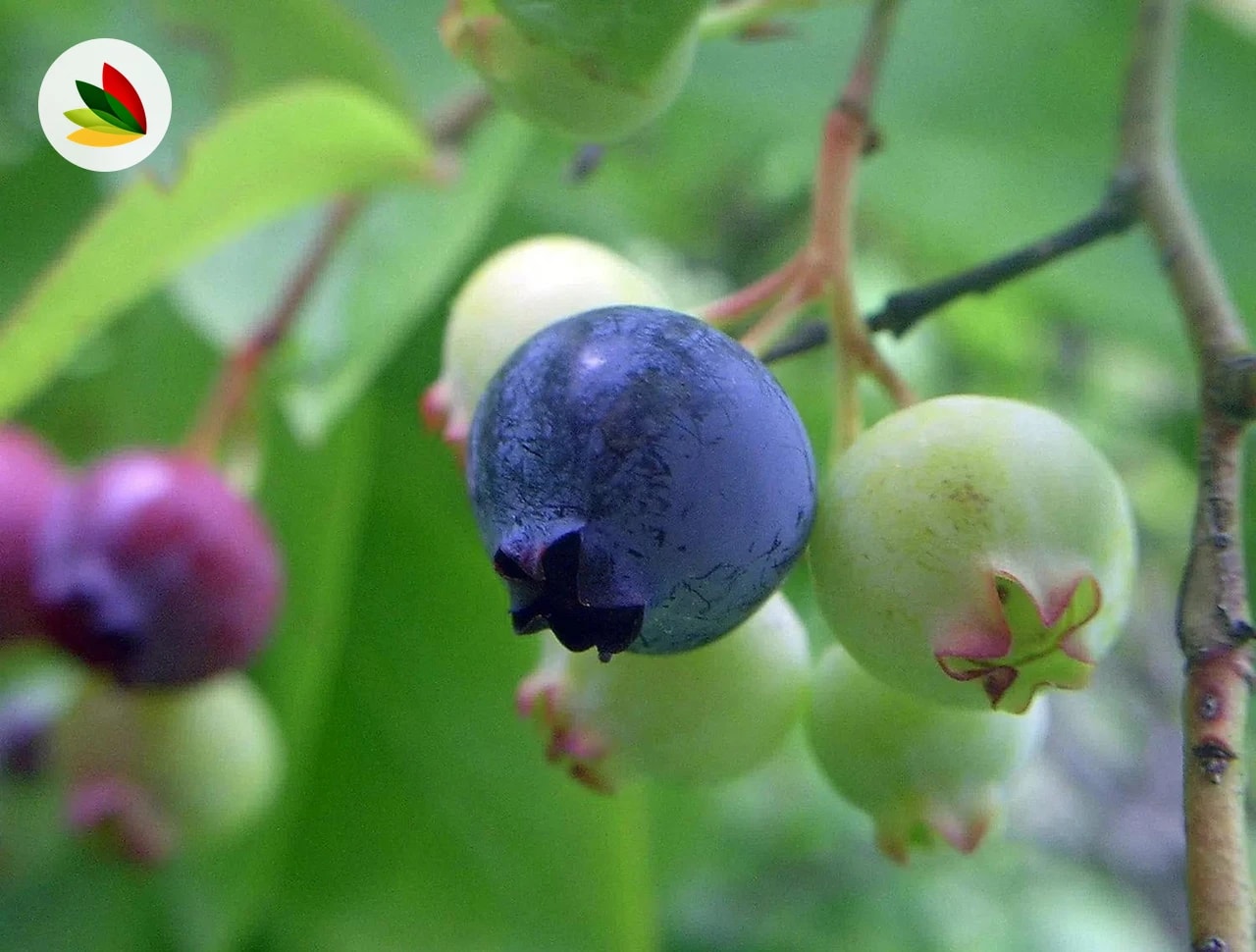 Arandanos