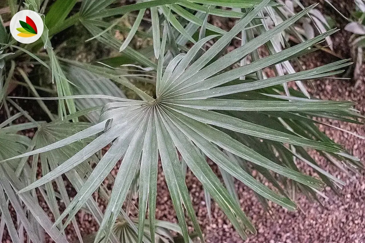 Chamaerops Humilis