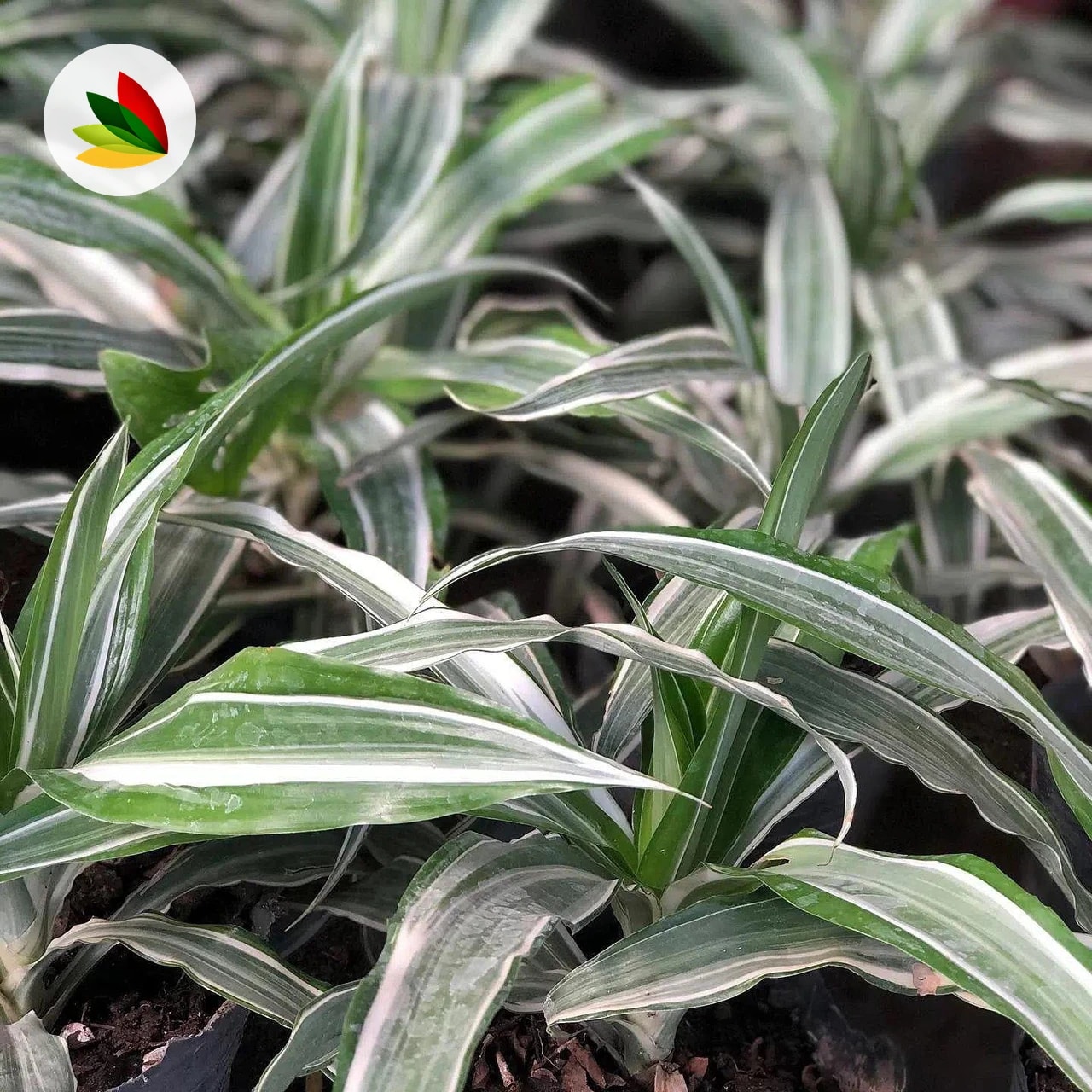 Dracena Warnequi
