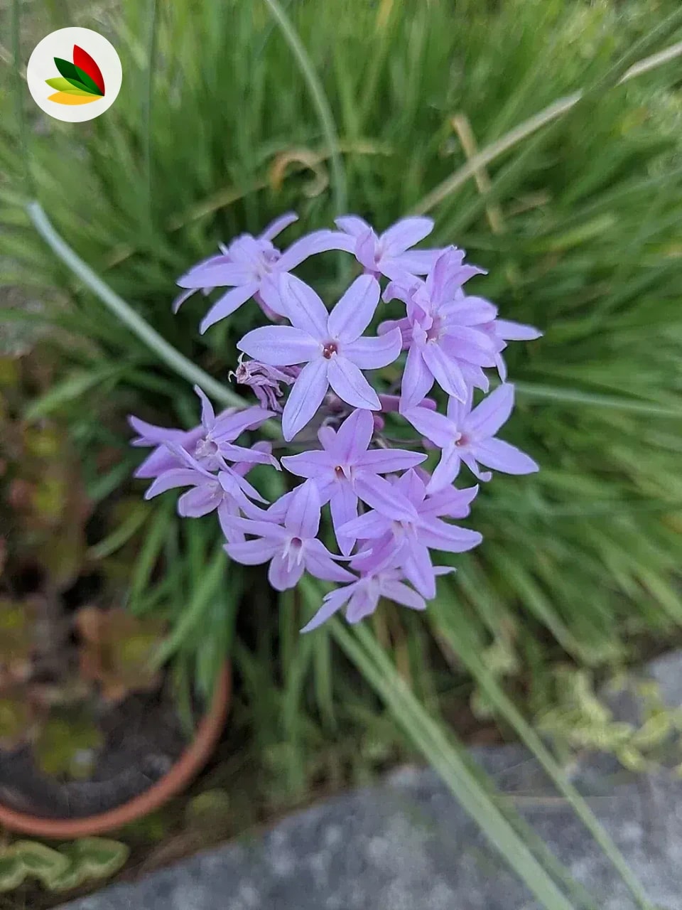 Tulbaghia