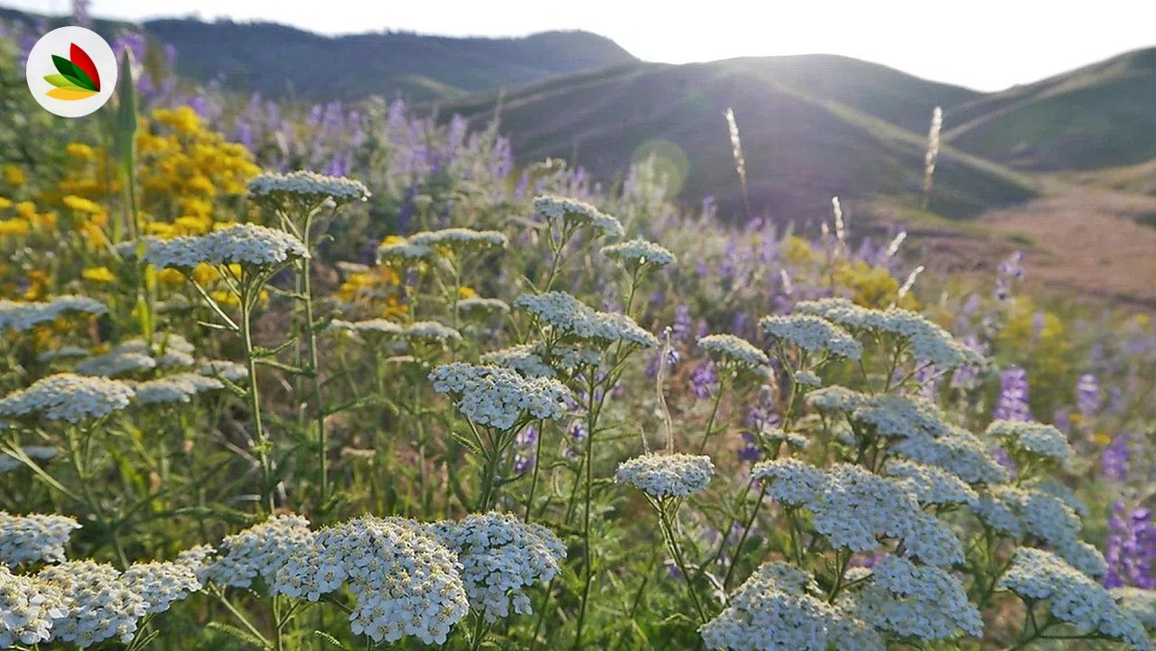 Achillea
