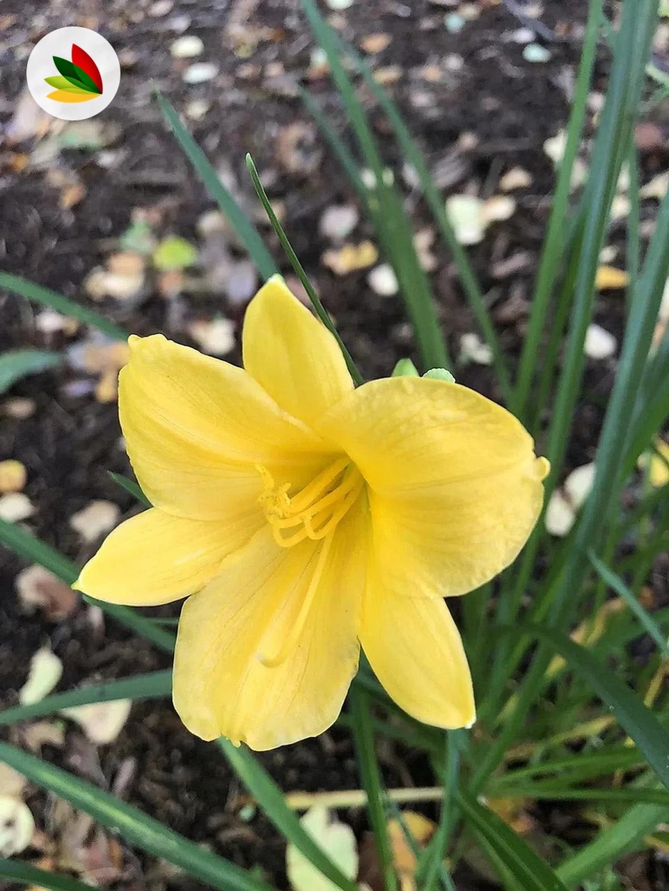 Hemerocallis