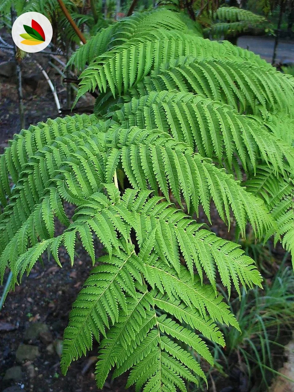 Helecho Cibotium