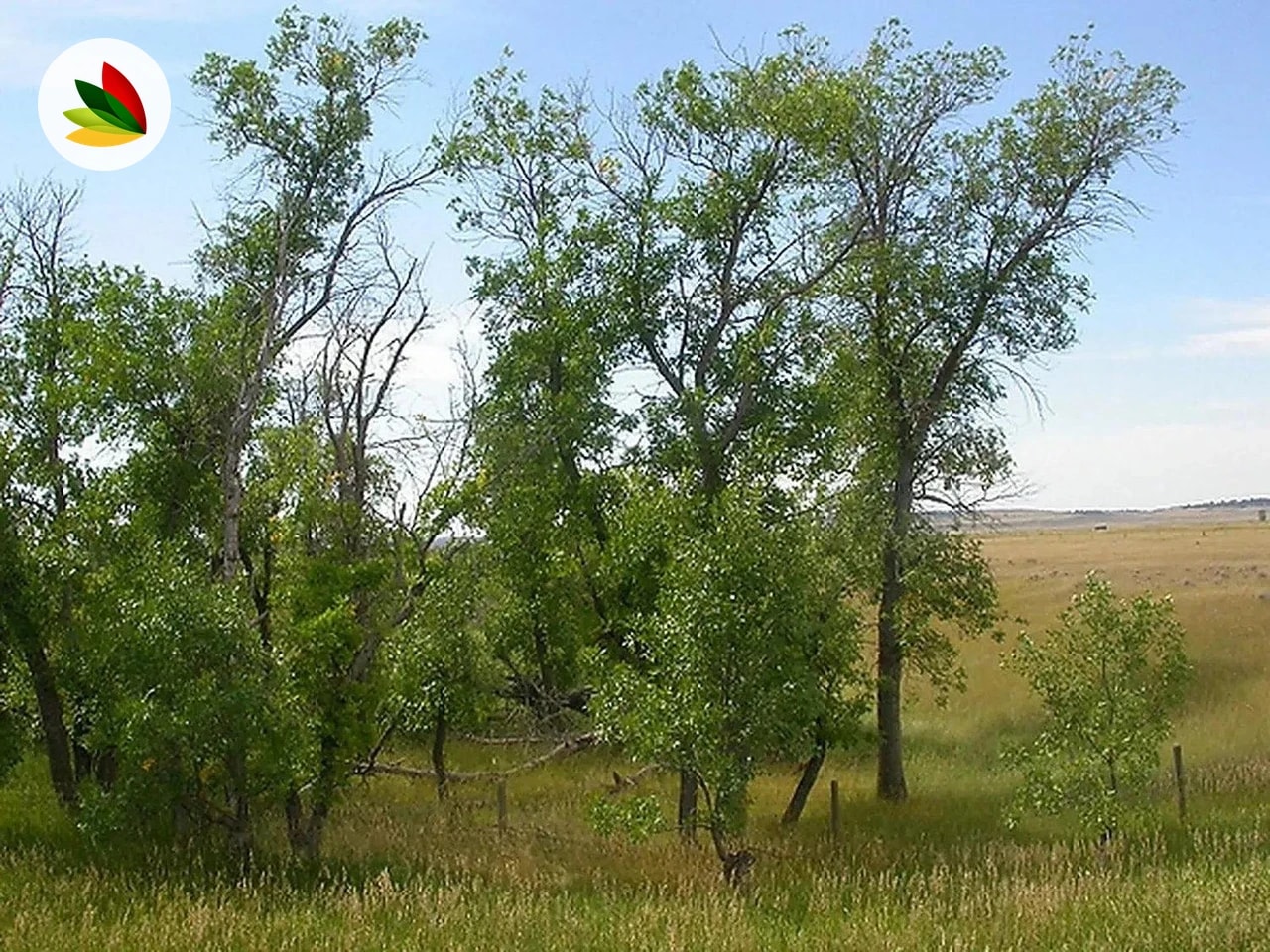 Fresno Rubra
