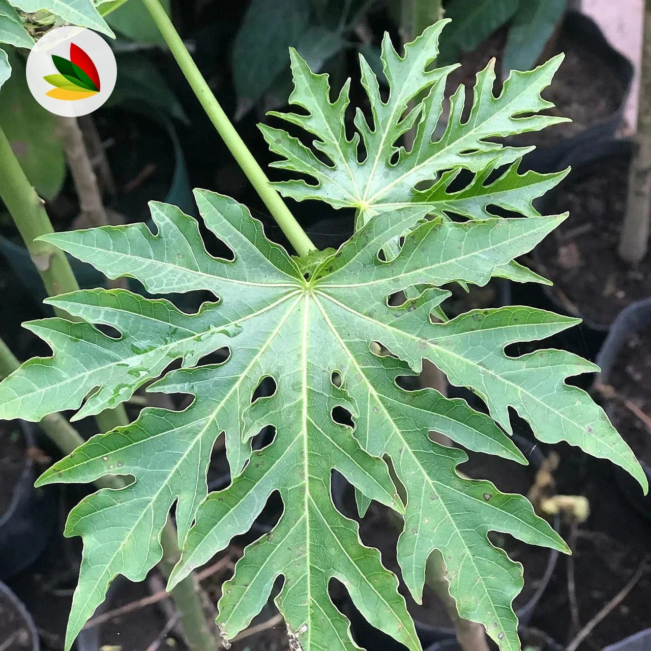 Papaya