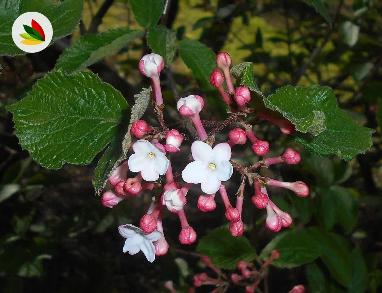 Viburnum Carlessi