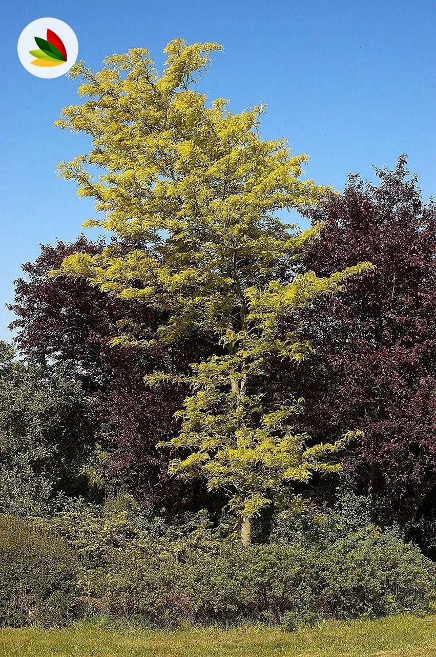 Gleditsia Triacanthos Inermis Sumburst