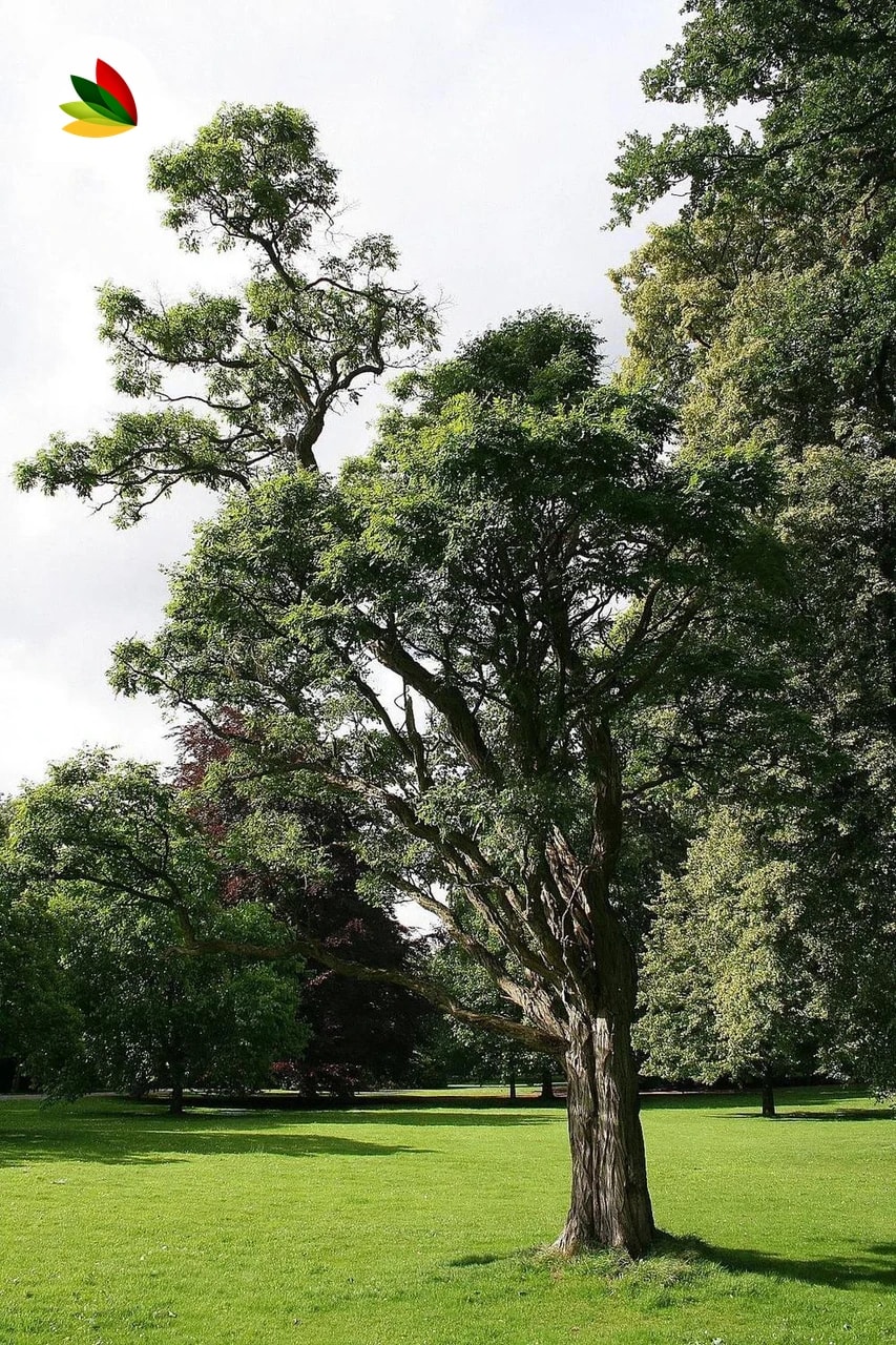 Acacia Bola