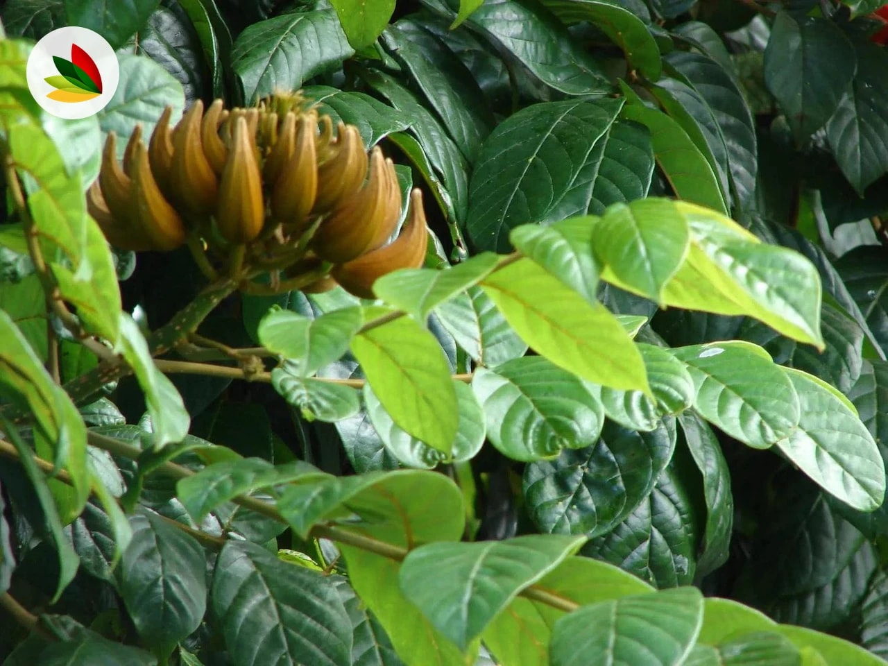Sphatodea Campanulata
