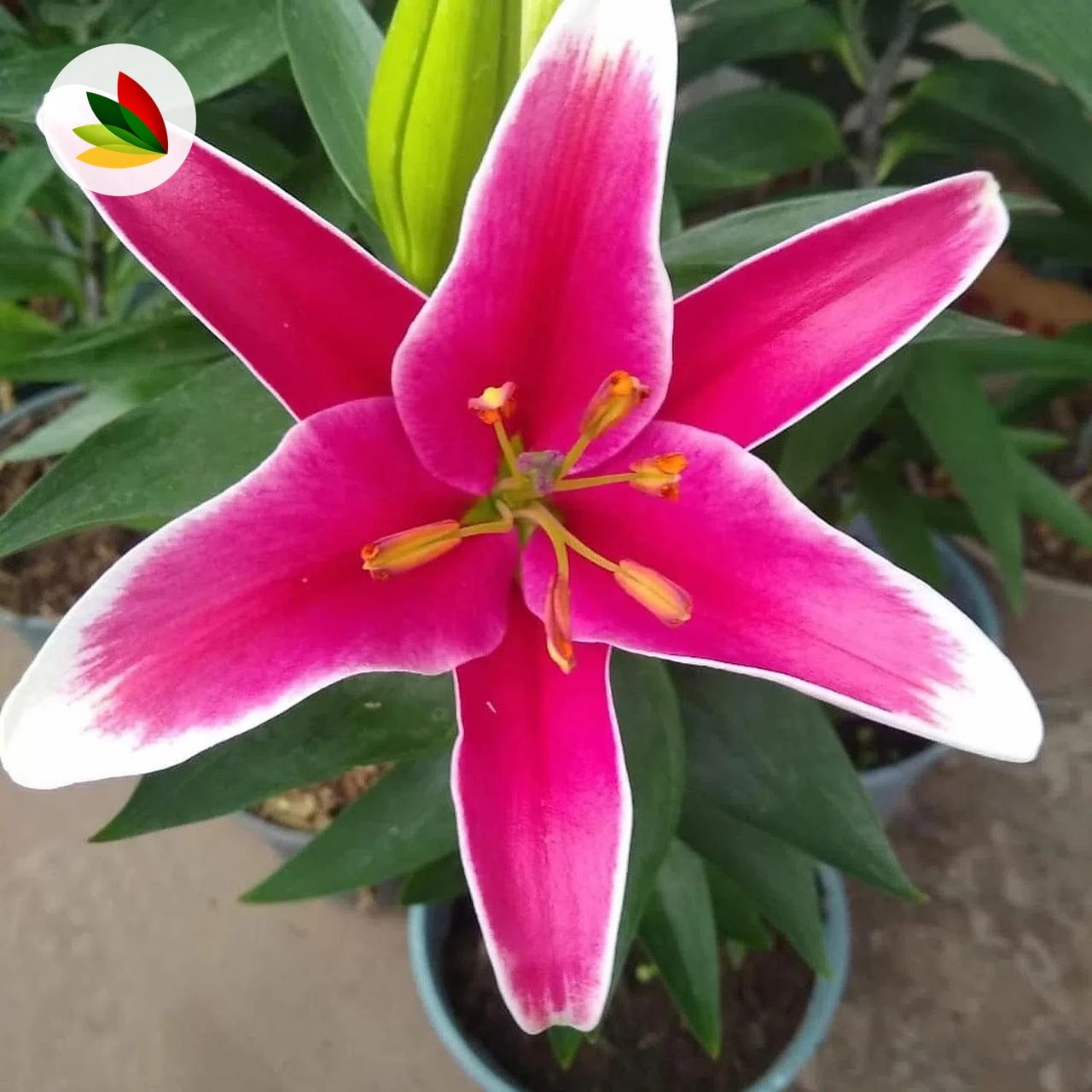 Lilium