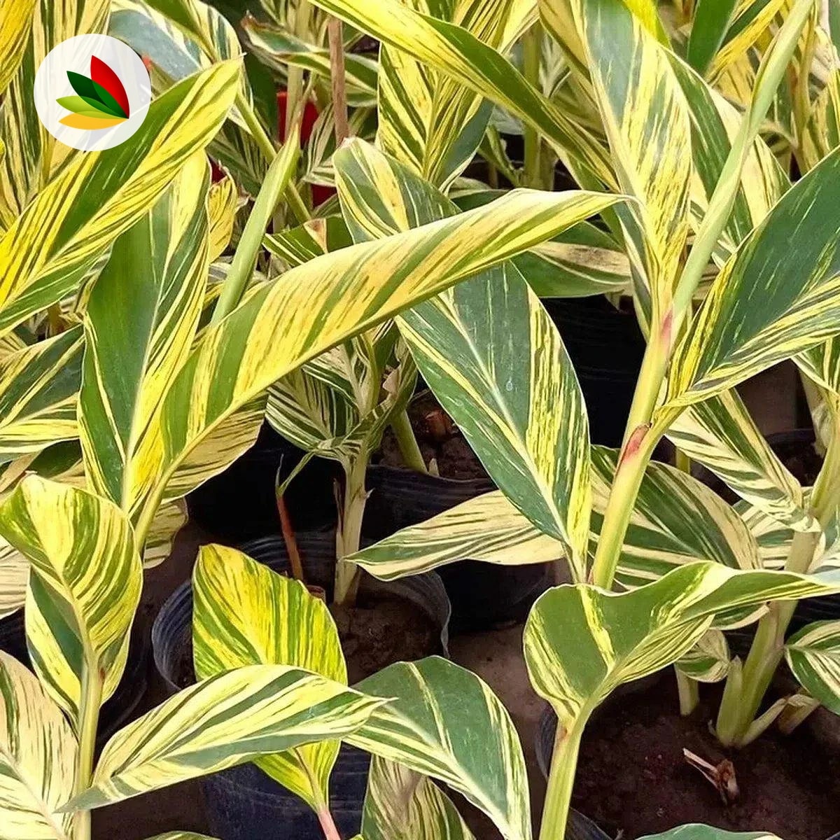 Alpynia Zerubet Variegata