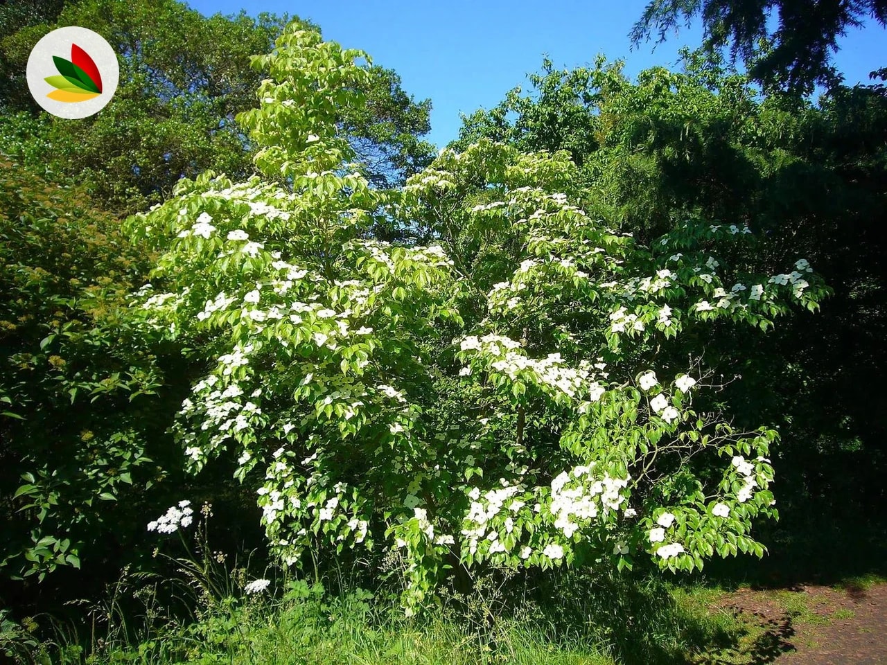 Cornus Kousa Chinensis