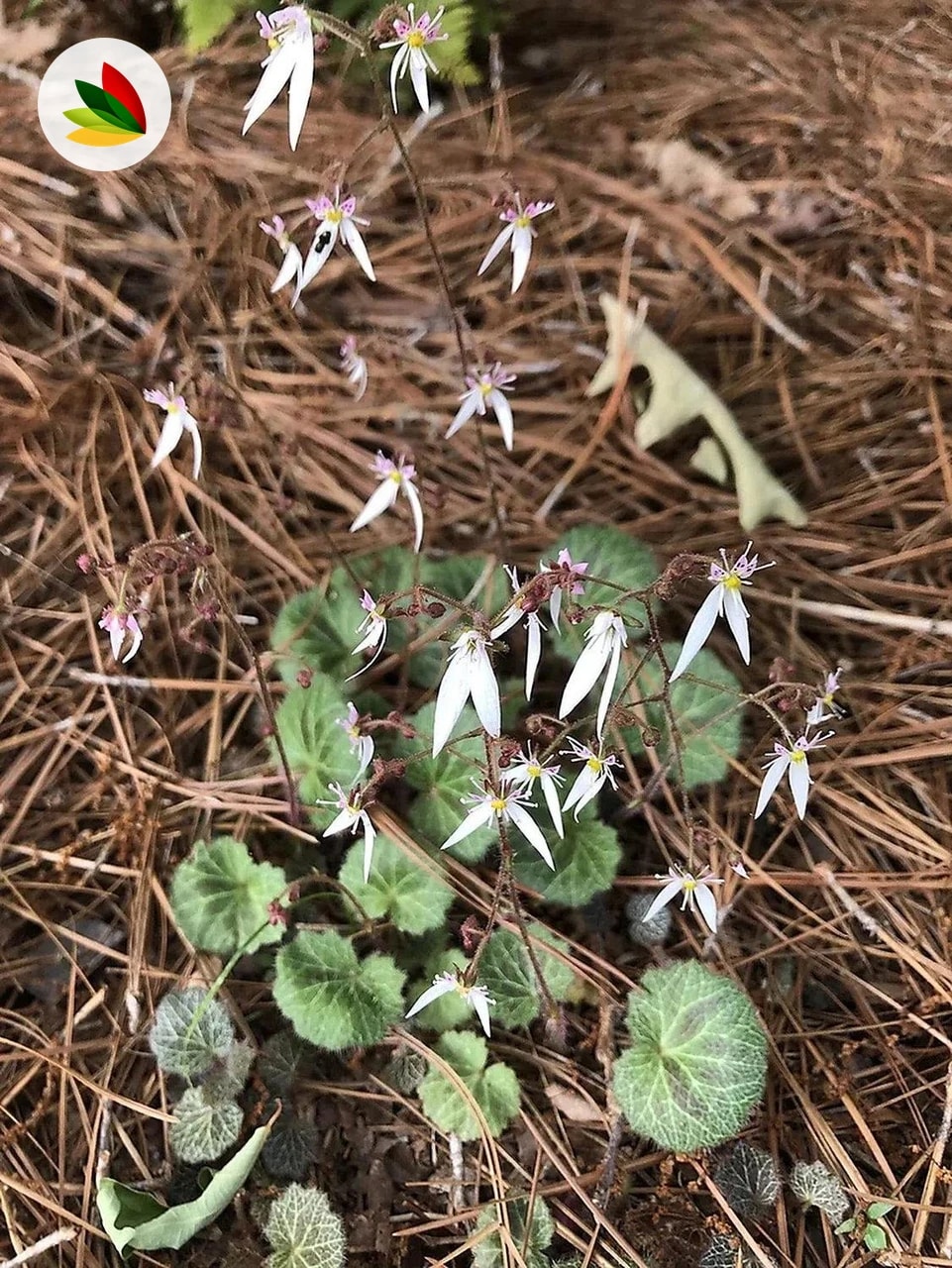 Saxifraga Sarmentosa