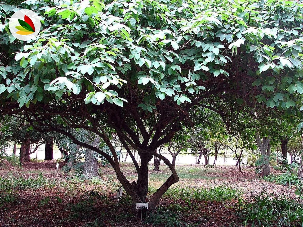 Chirimoya