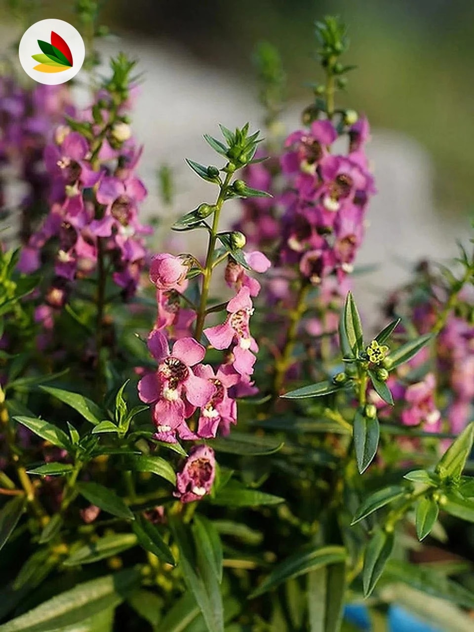 Angelonia