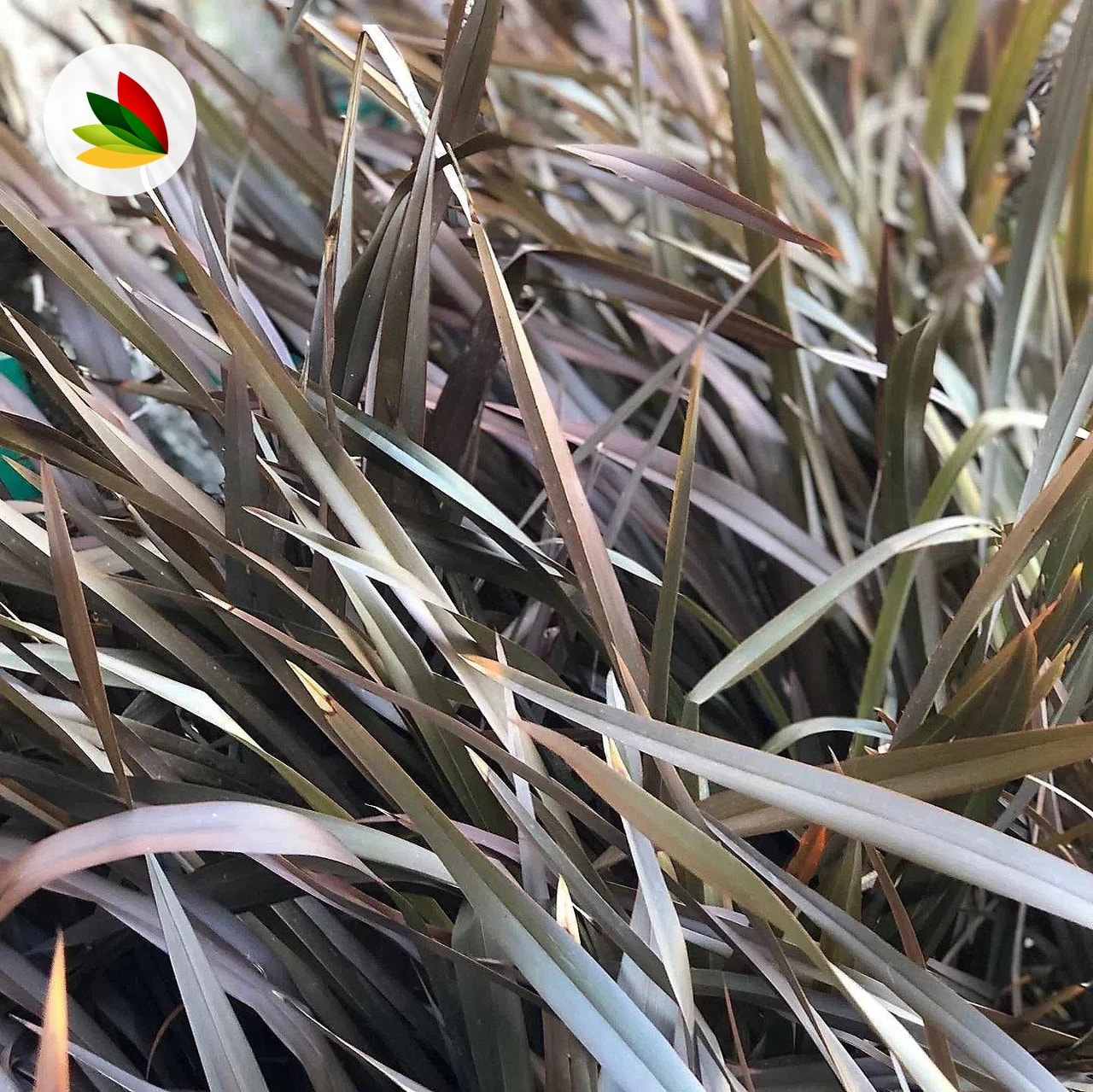 Phormium Rubra Enano