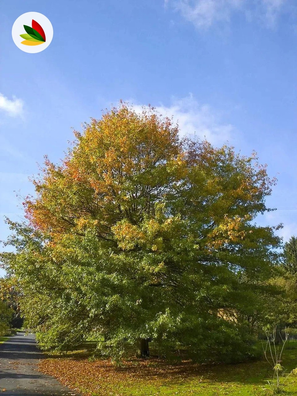 Quercus Palustris
