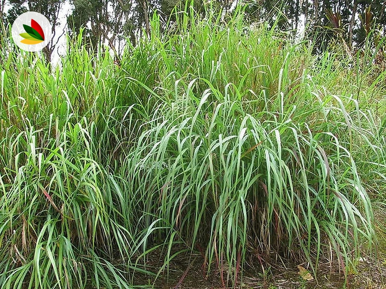 Panicum
