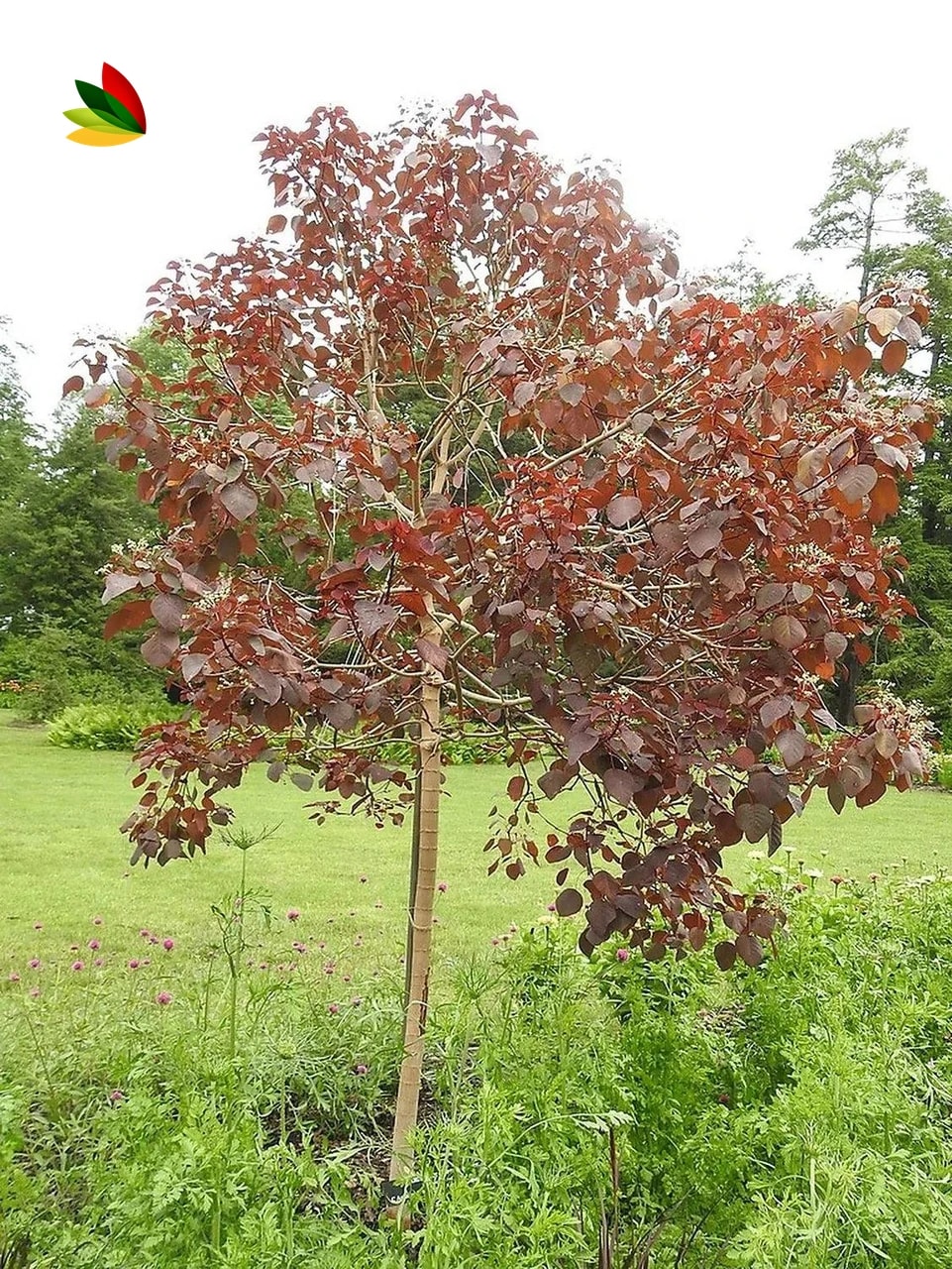 Euphorbia Continifolia