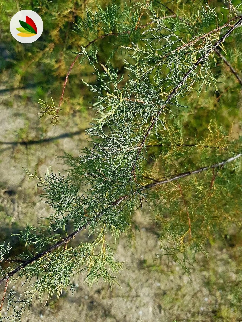 Tamarix Rojo