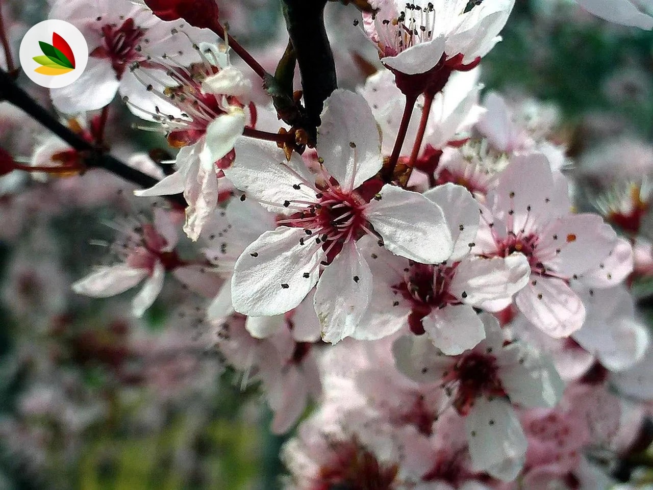 Prunus Pisardi Arbusto