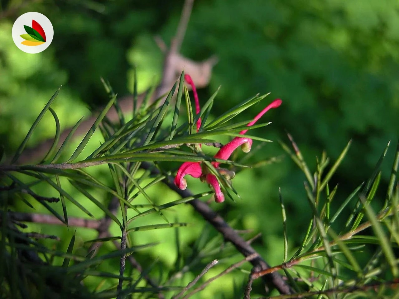 Grevillea Juniperiana