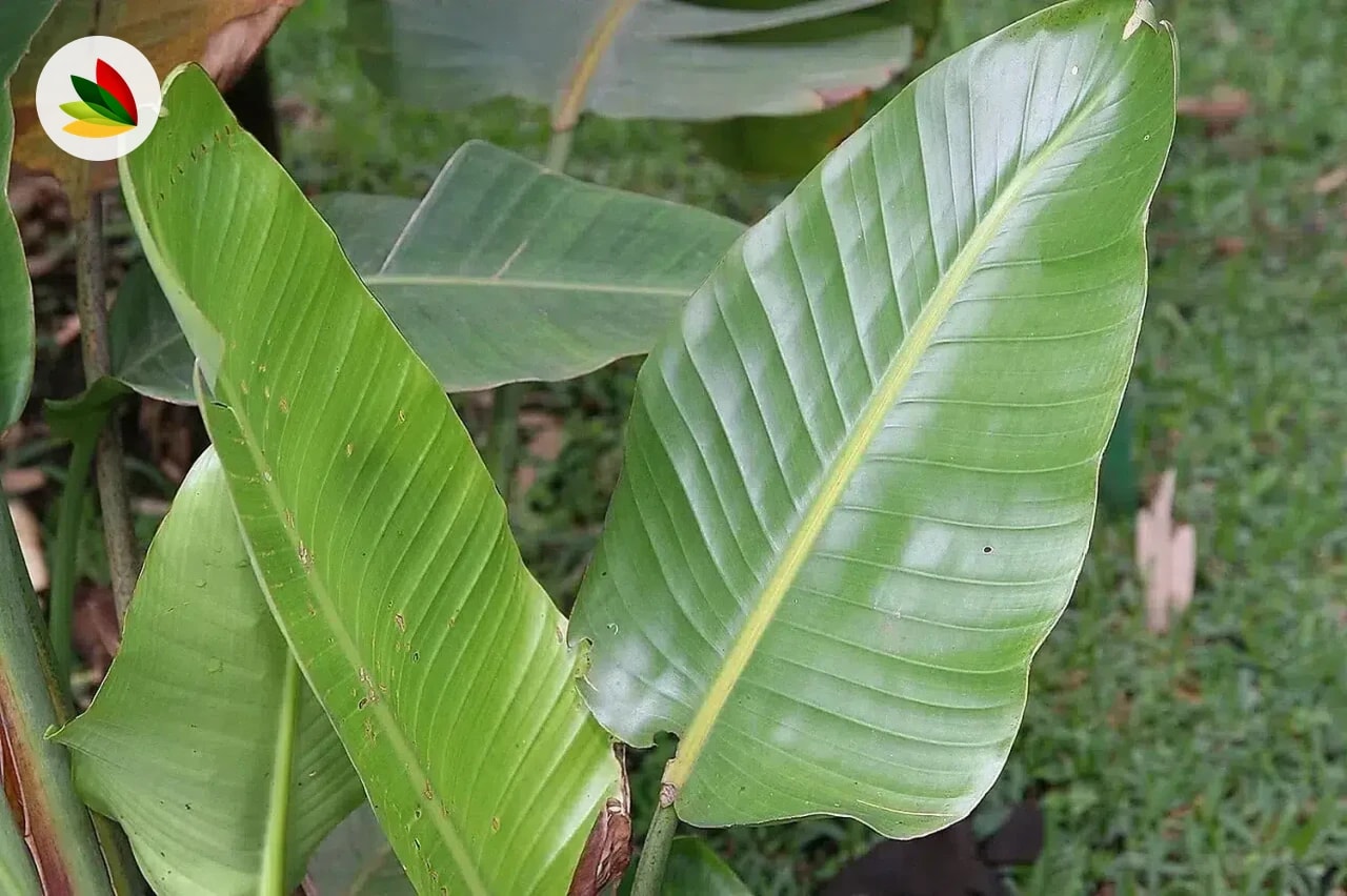 Strelitzia Blanca
