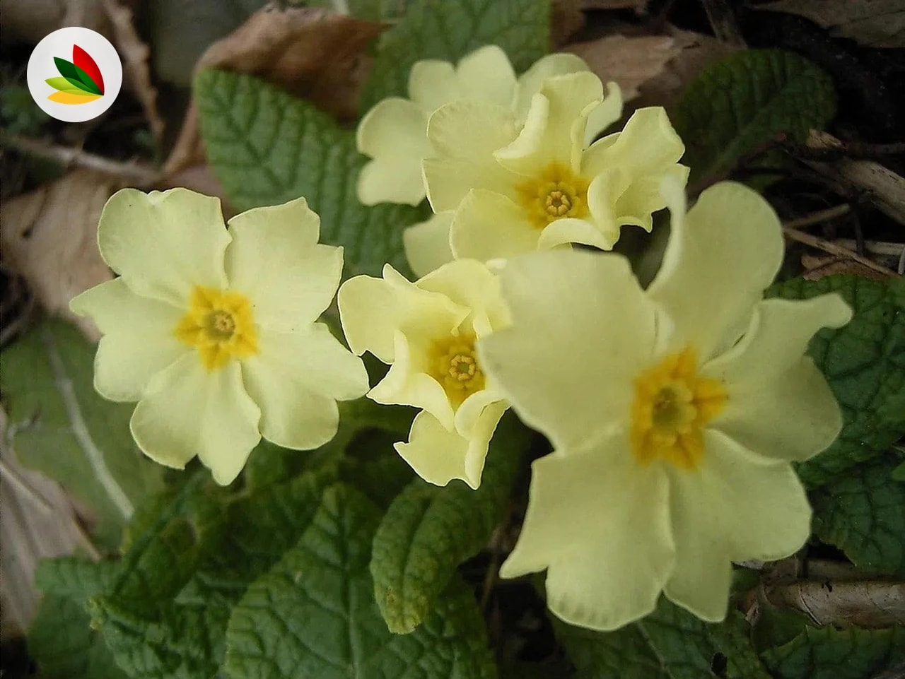 Primulas