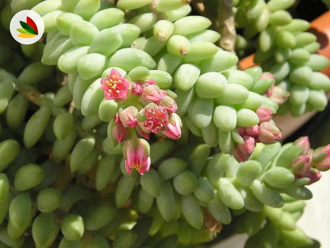 Sedum Morganianum