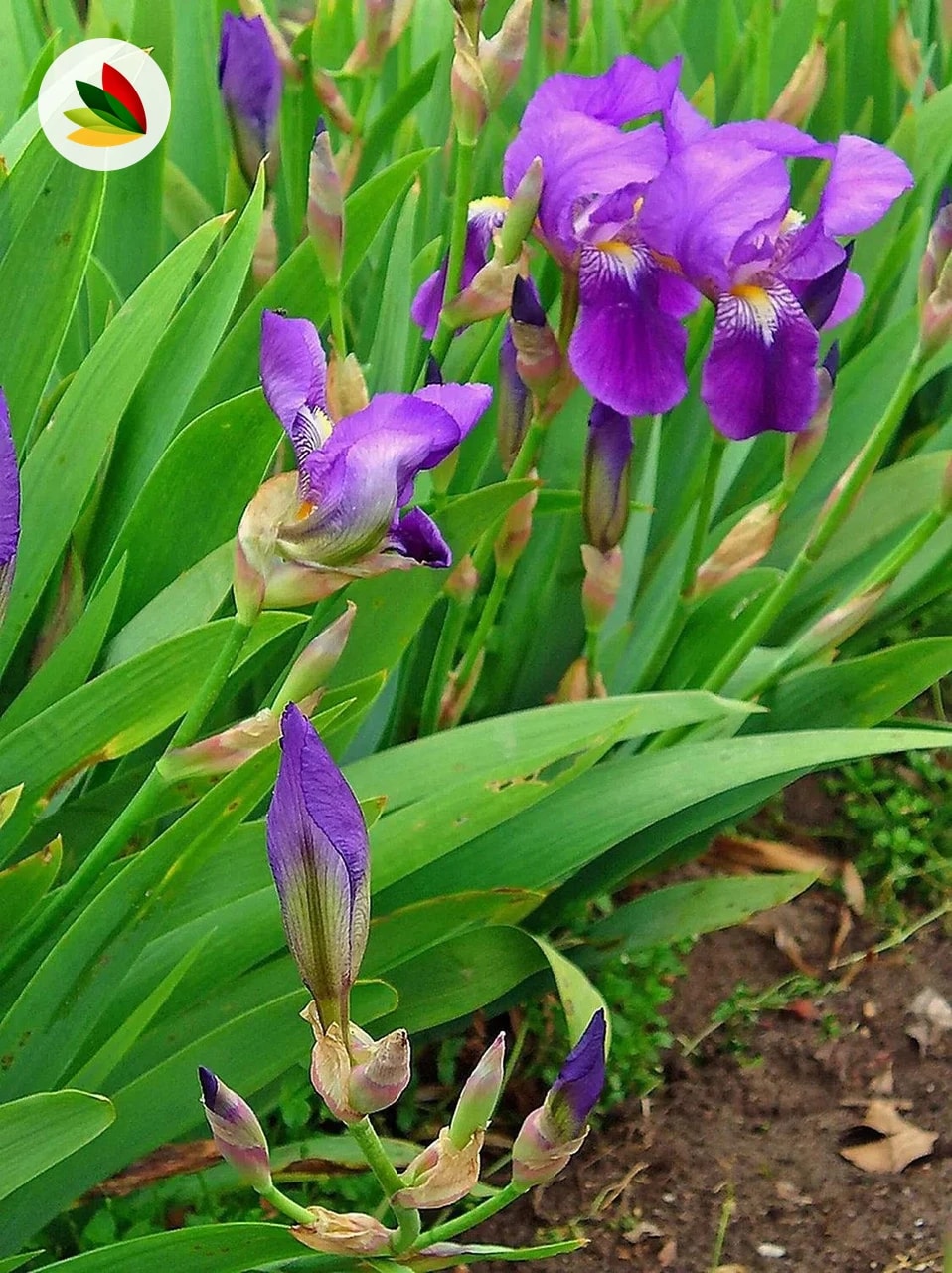 Iris Germanica