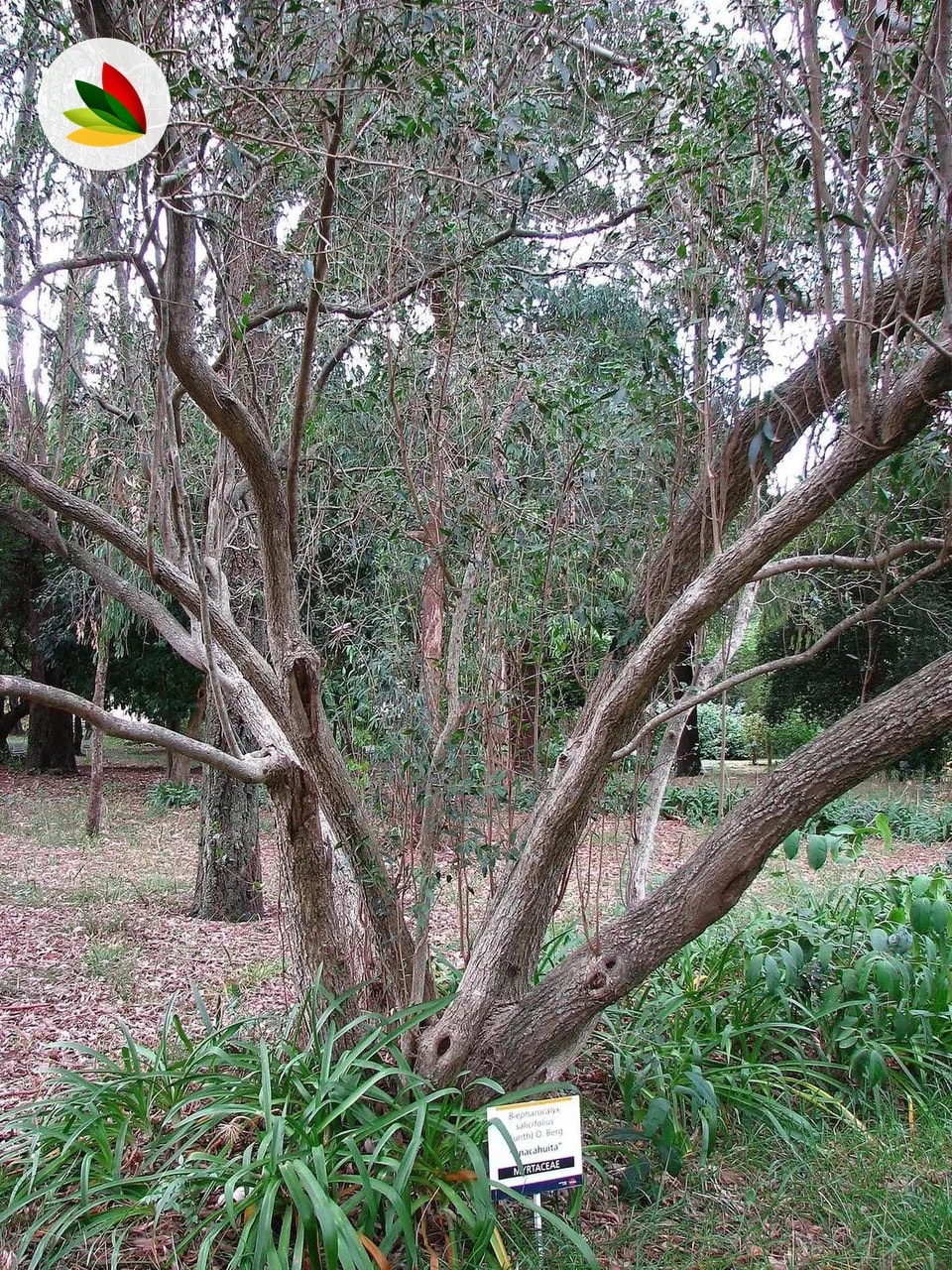 Anacaguita