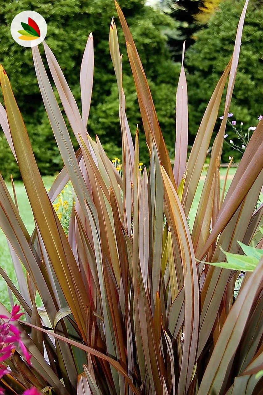 Phormium Tricolor
