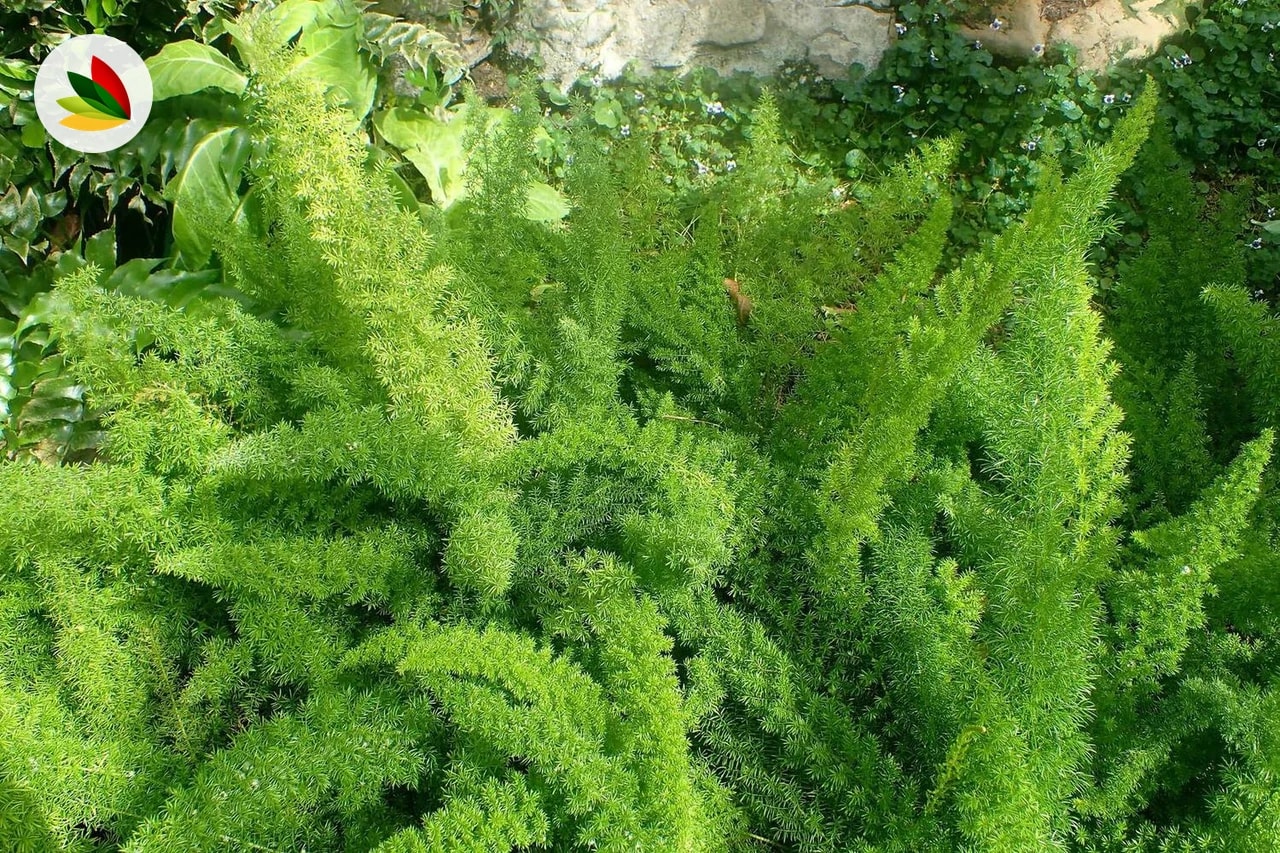 Asparagus Meyeris
