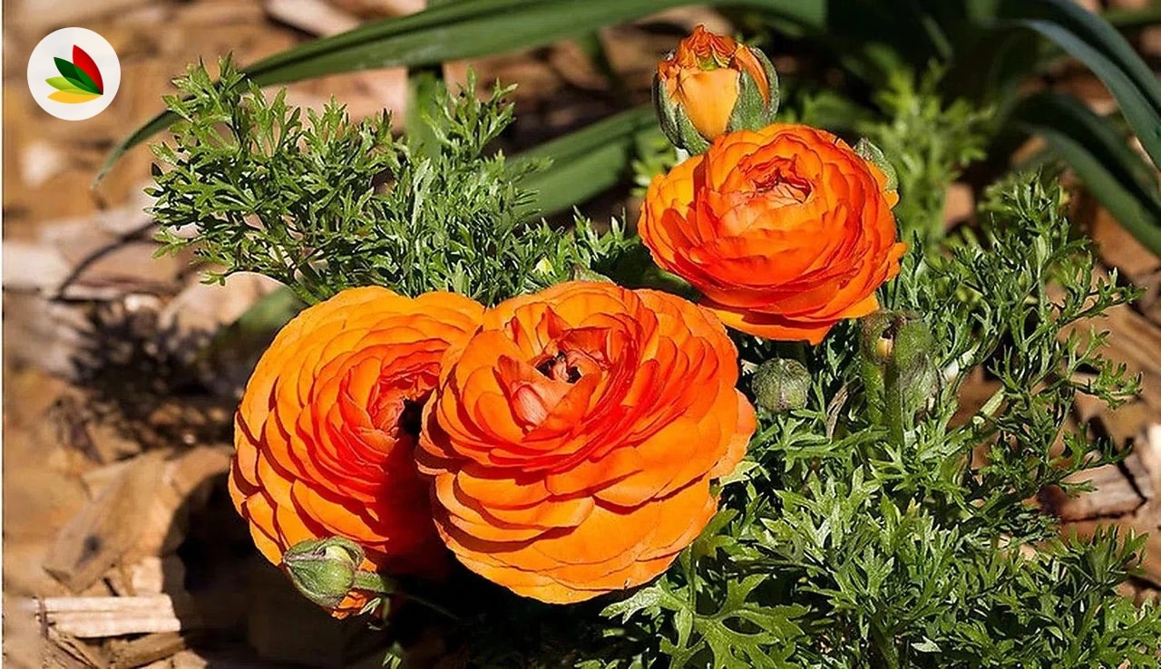 Marimonias