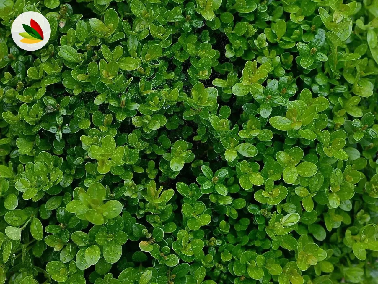Buxus