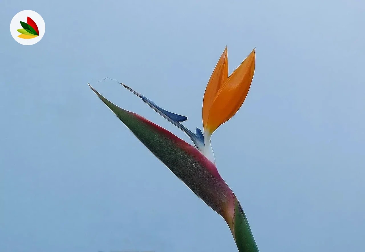 Strelitzia naranja