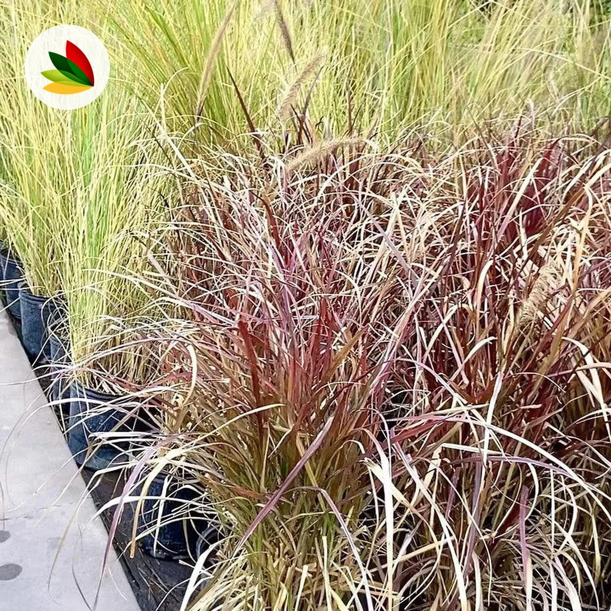 Pennisetum Varios