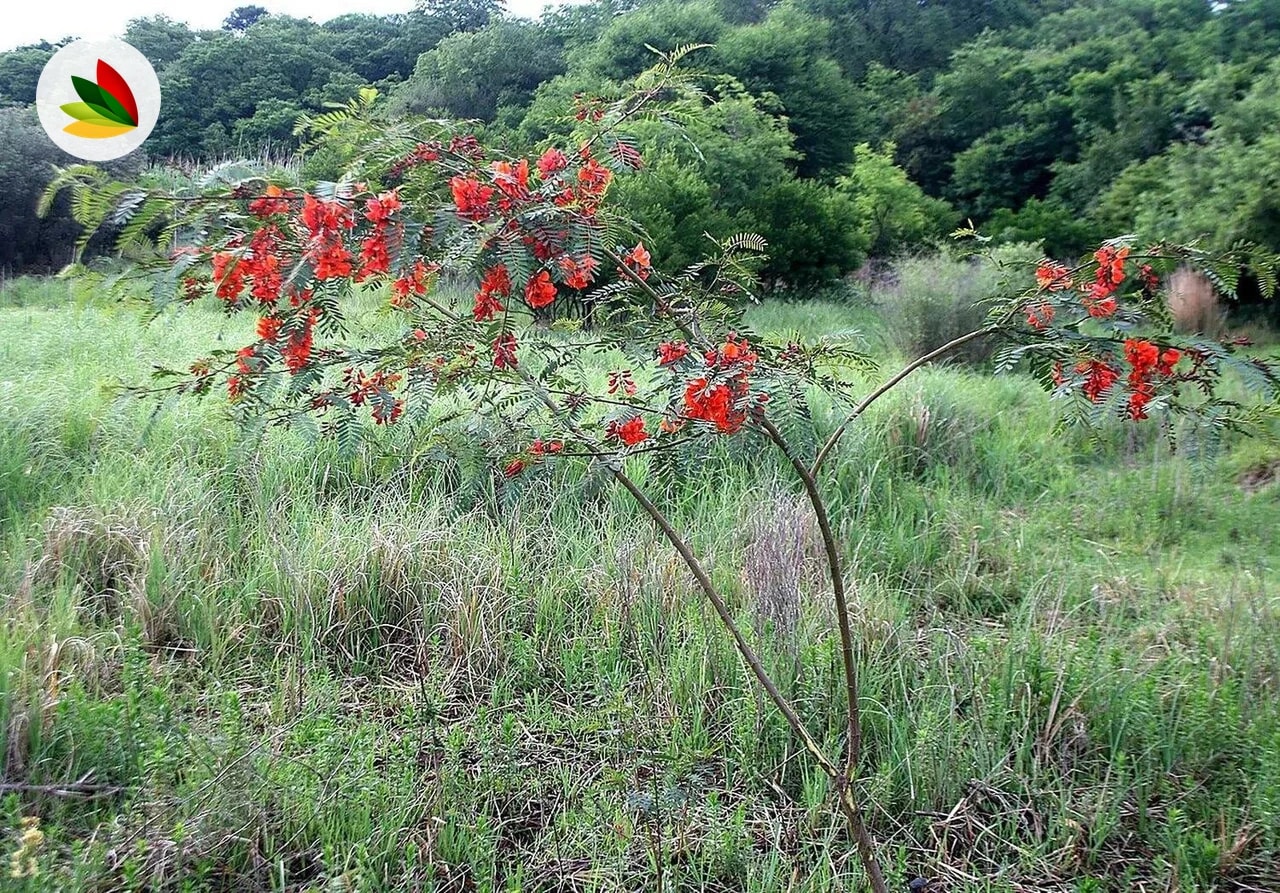 Acacia Roja (Sesbania)