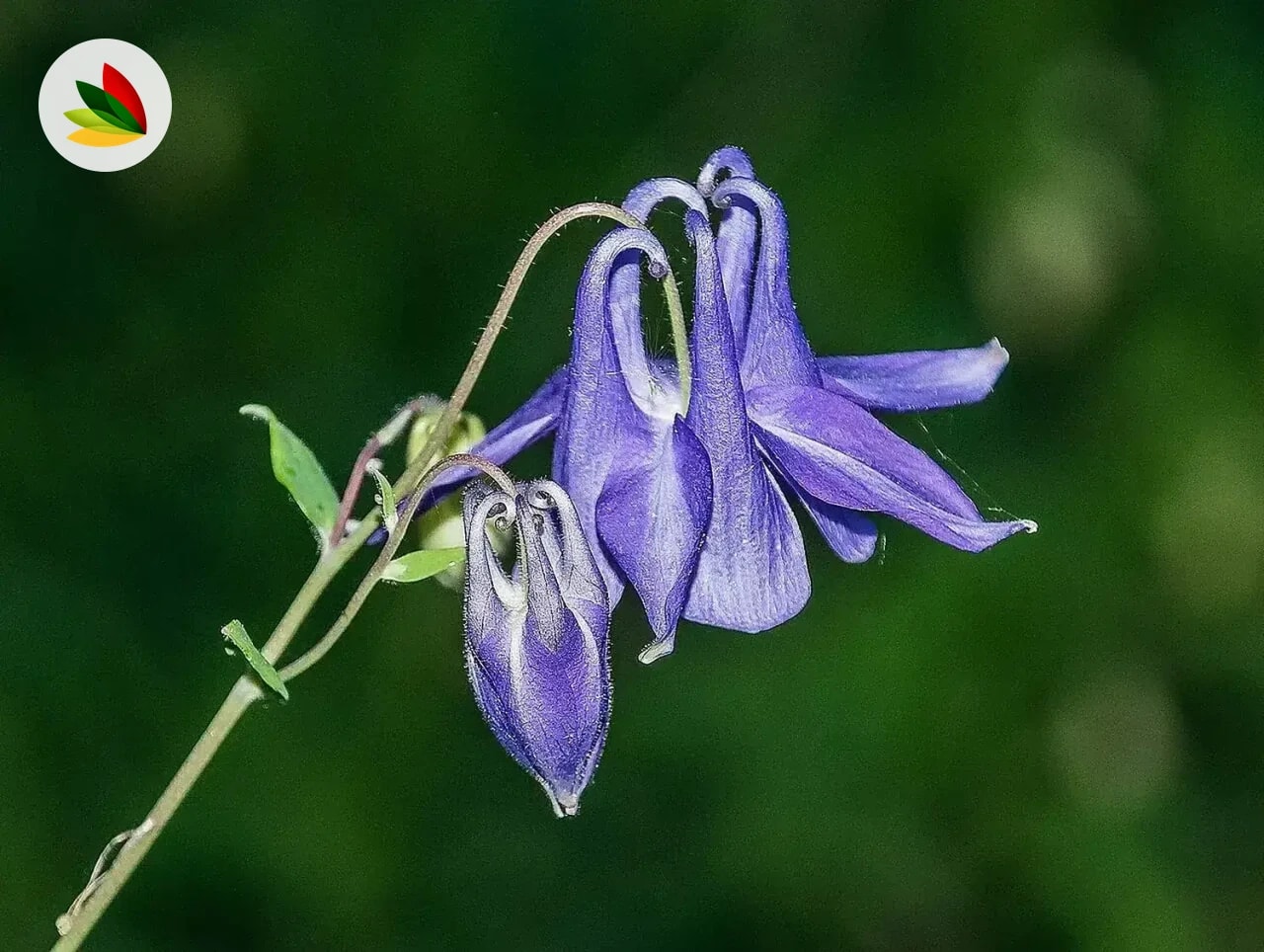 Aquilegias